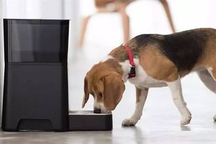 家有萌宠，智享无忧 智能设备开启宠物专属智能生活新篇章