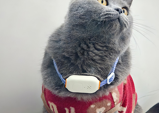 宠物防丢神器 宠物定位器如何成为爱宠家庭的安心之选